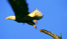 起飞的雕 老鹰图片