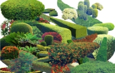 园林植物造型图片