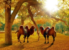 大自然骆驼图片