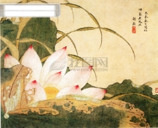 国画牡丹植物喜鹊白鹤牡丹花荷花中国风中华艺术绘画