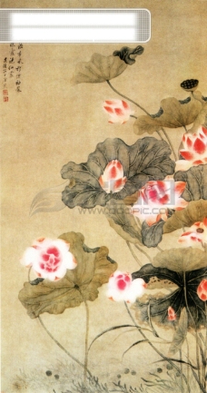 白牡丹植物喜鹊白鹤牡丹花荷花中国风中华艺术绘画