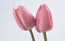 花卉 粉红色郁金香图片