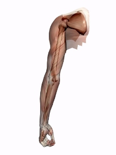 肌肉人体模型0060