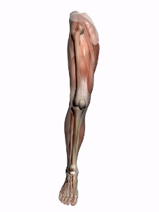 肌肉人体模型0048