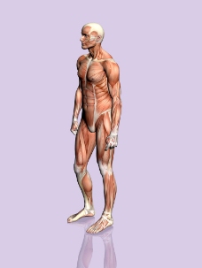 肌肉人体模型0002