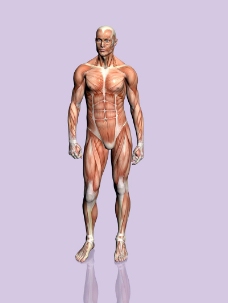 肌肉人体模型0014