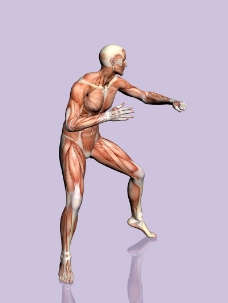 肌肉人体模型0012