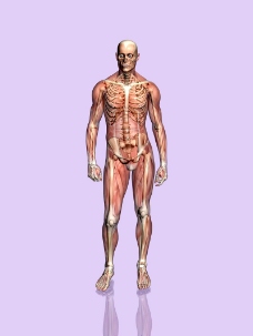 肌肉人体模型0056