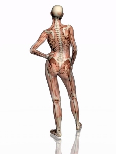 肌肉人体模型0082