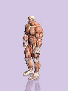 肌肉人体模型0011