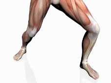 肌肉人体模型0024
