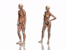 肌肉人体模型0079