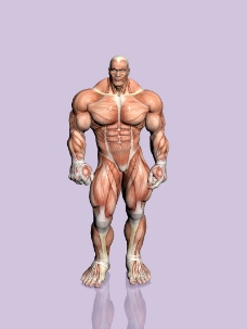 肌肉人体模型0016