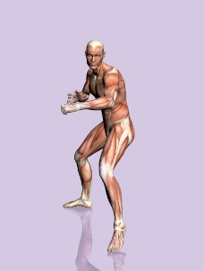 肌肉人体模型0007
