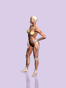 肌肉人体模型0004
