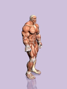 肌肉人体模型0015