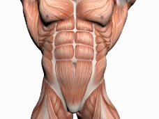 肌肉人体模型0029