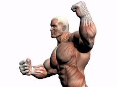 肌肉人体模型0026
