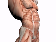 肌肉人体模型0032