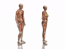 肌肉人体模型0083