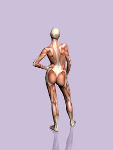 肌肉人体模型0009