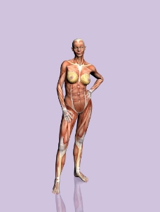 肌肉人体模型0006