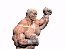 肌肉人体模型0023