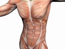肌肉人体模型0020