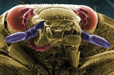 昆虫显微镜图片0012