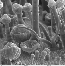 昆虫显微镜图片0091