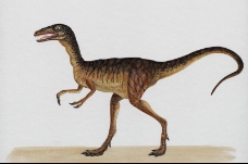 白垩纪恐龙0066