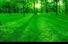 绿树绿色树林