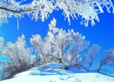 冬天雪景冬景白雪蓝天图片