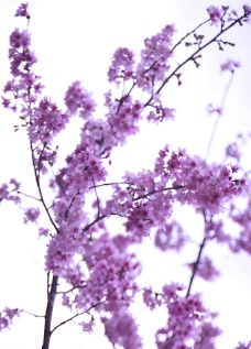 樱花之美美丽樱花之摄影图图片