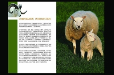 畜牧业画册内页图片