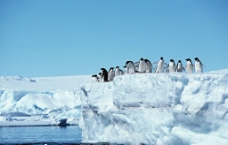 冰山与企鹅图片