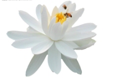 白色荷花有小蜜蜂图片