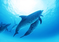 海豚鲸鱼企鹅0142