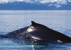 海豚鲸鱼企鹅0177