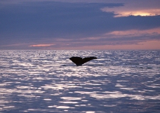 海豚鲸鱼企鹅0197