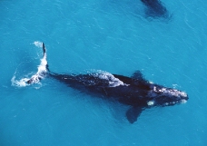 海豚鲸鱼企鹅0168