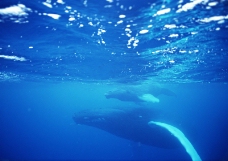 海豚鲸鱼企鹅0162