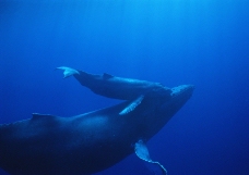 海豚鲸鱼企鹅0160