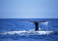 海豚鲸鱼企鹅0170