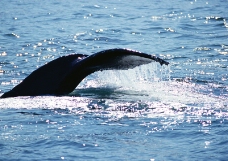海豚鲸鱼企鹅0171