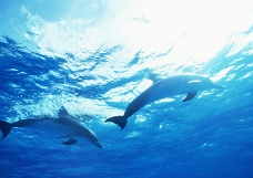 海豚鲸鱼企鹅0144