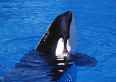 海豚鲸鱼企鹅0169