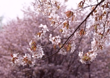 樱花与富士山0028