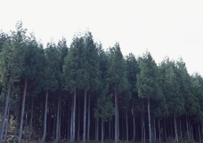 森林写照0086