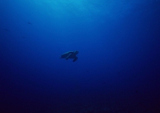 深海潜玩0151